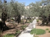 Garden of Gethsemane - Tours of the Holy Land