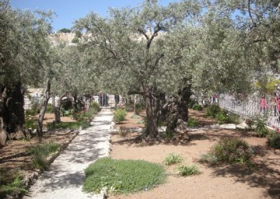 Garden of Gethsemane - Elbow Holy Land Tours - Christian Tours of Israel & the Holy Land